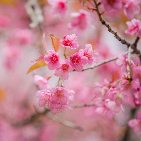 Bougie Parfum Fleur de Sakura - Gamme FLORAL