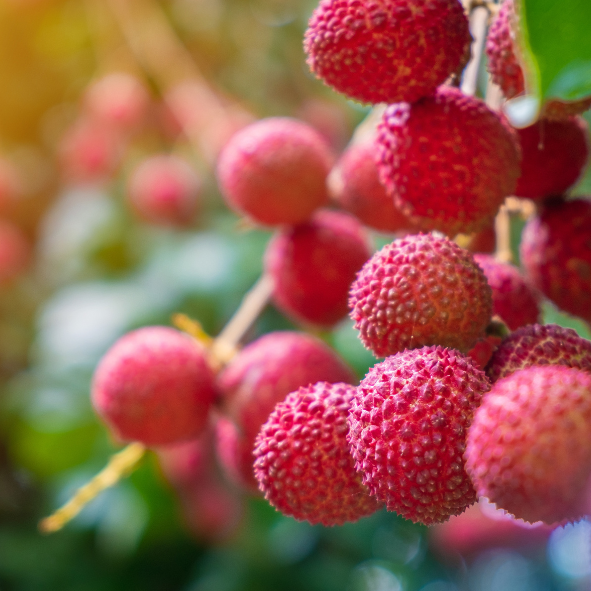 Bougie Parfum Litchi - Gamme FRUITÉE