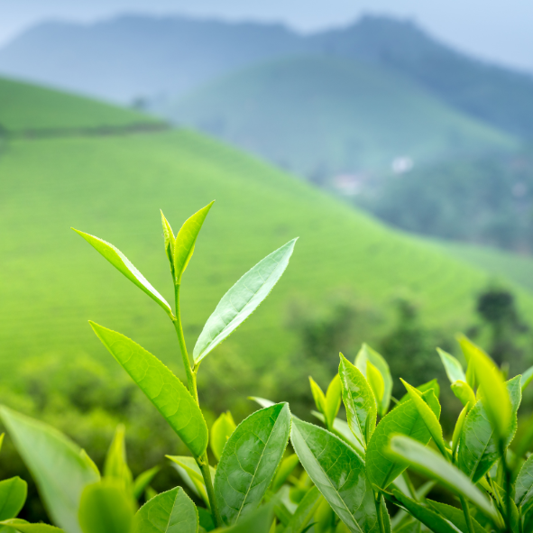 Bougie Parfum Thé Vert - Gamme FRAIS
